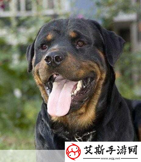 ZOOMSERVO獸狗劇情解析1.獸狗覺醒